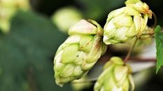 Hops+%281%29.jpg