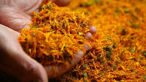 Read About Our Ethics