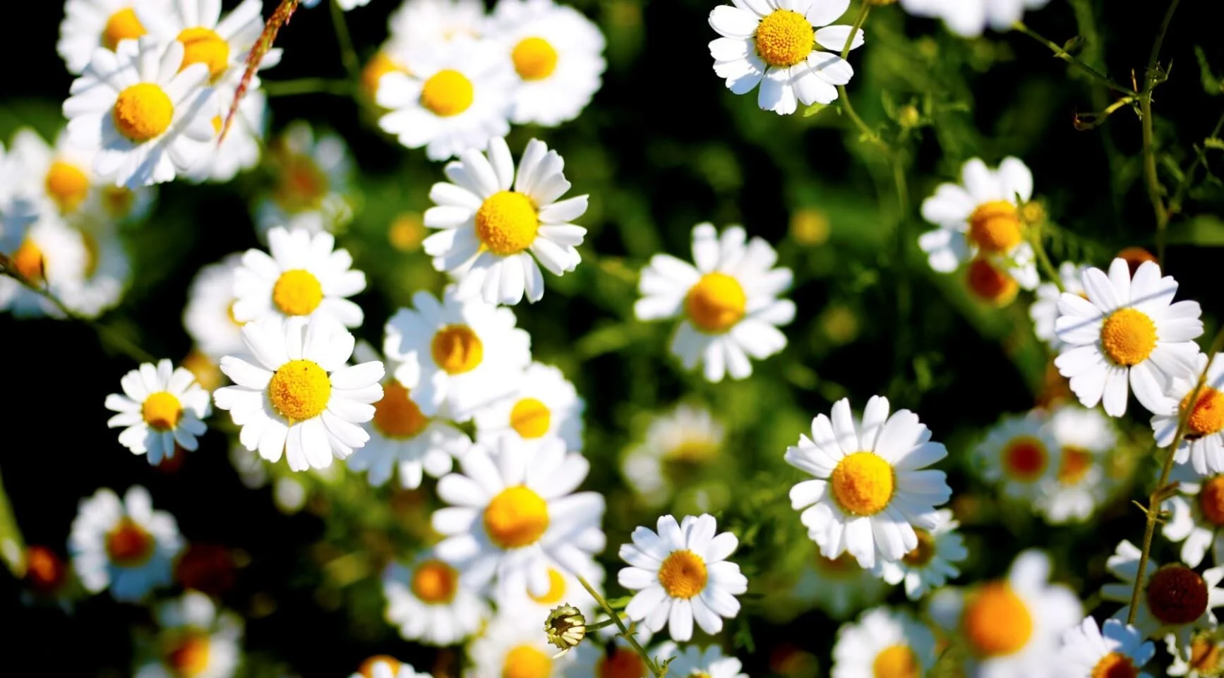 Chamomile.JPG