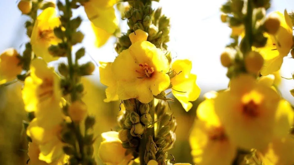 Mullein.JPG