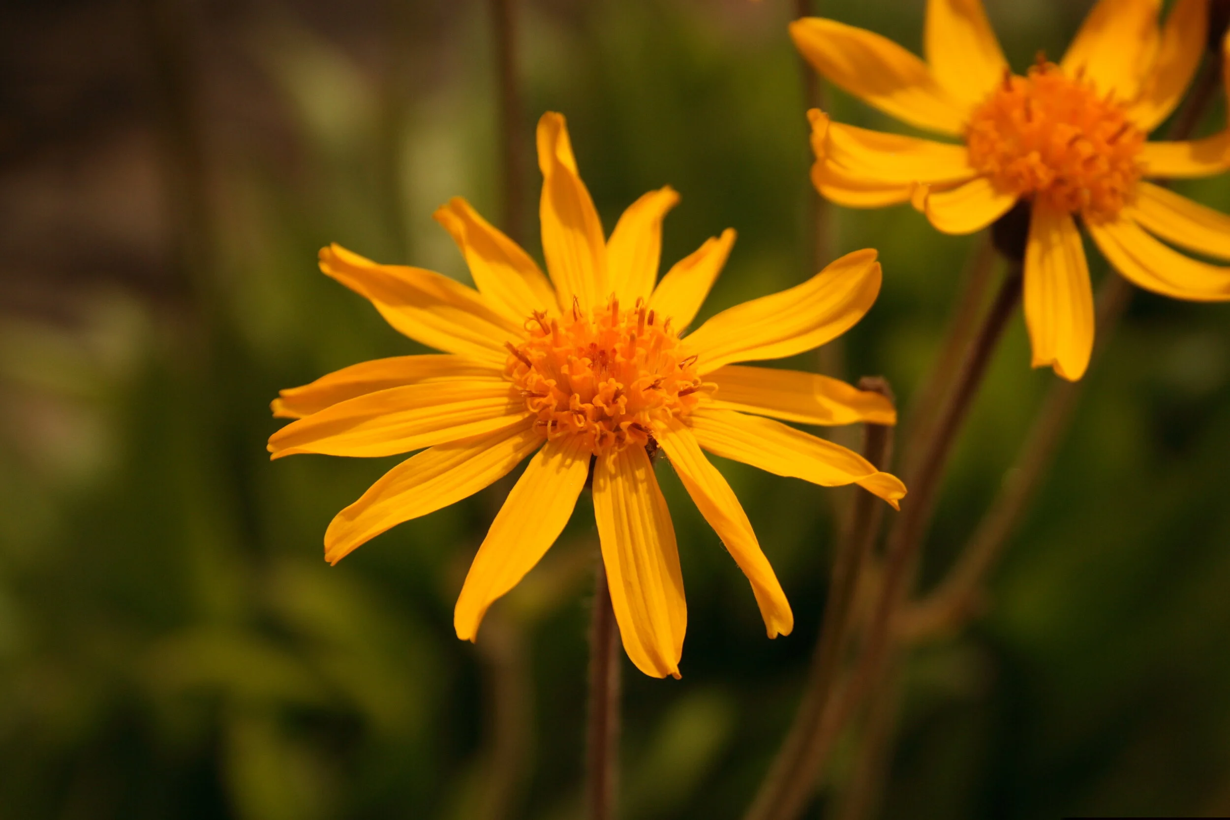 Arnica.JPG