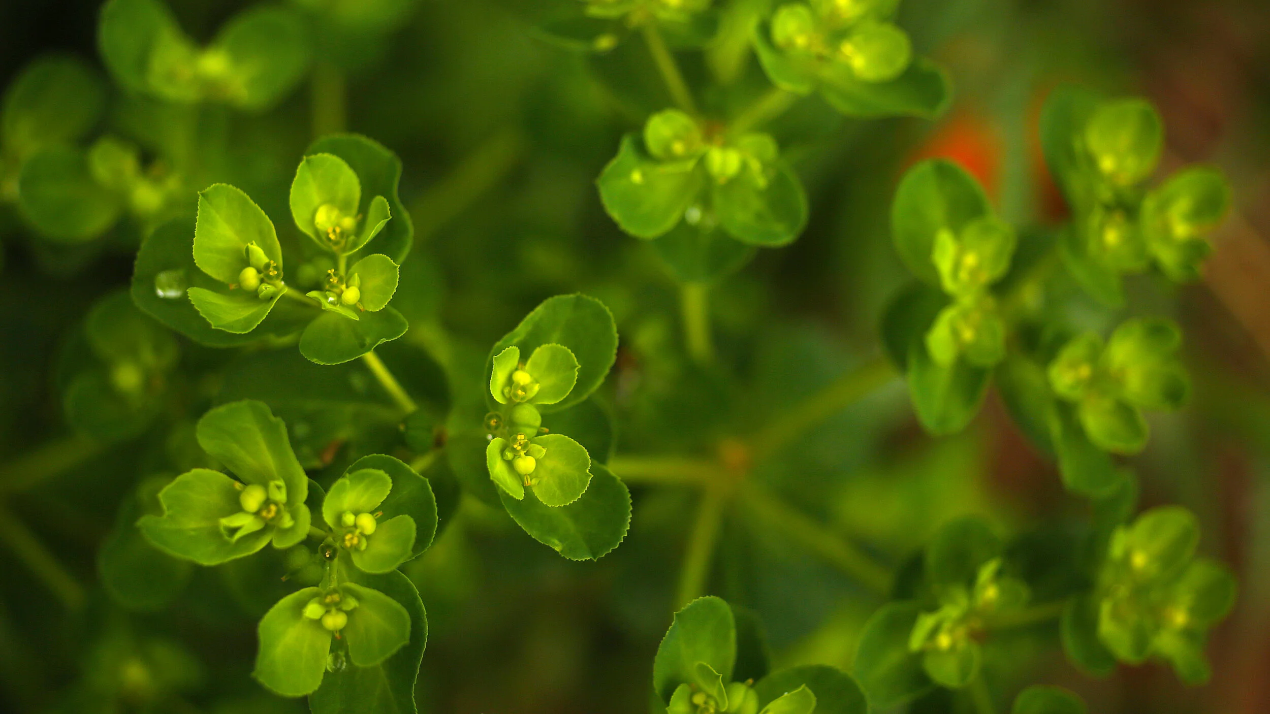 Chickweed.JPG