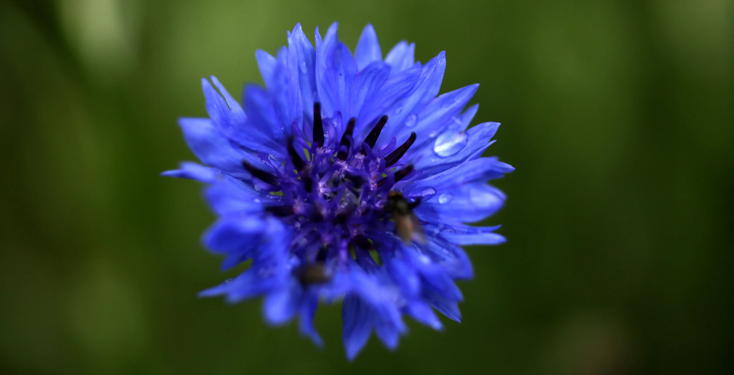 Cornflower.JPG