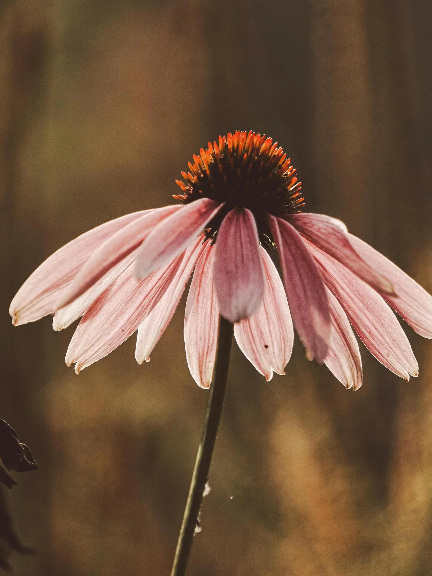 Echinacea season is in full swing 🌿

#Organicgoodness #Wildlygentle #Wildlypure #Herbfarmacyskincare