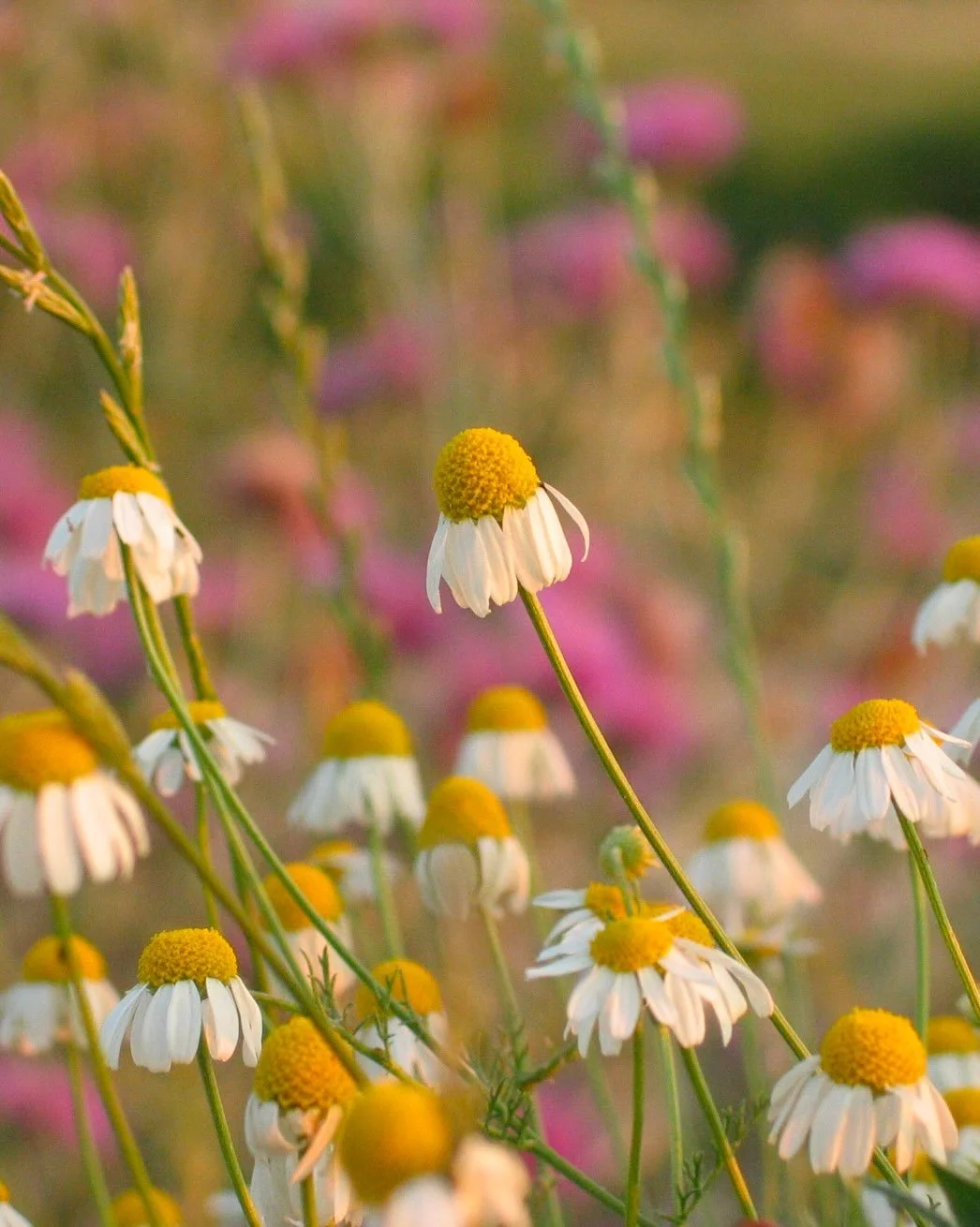 Chamomile 🌼

A calming, cleansing and soothing herb that helps improve circulation in the skin while reducing inflammation, leaving skin feeling balanced and comforted.

#Chamomile
#HerbalSkincare
#OrganicSkincare
#HerbfarmacySkincare
#WildlyGentle 