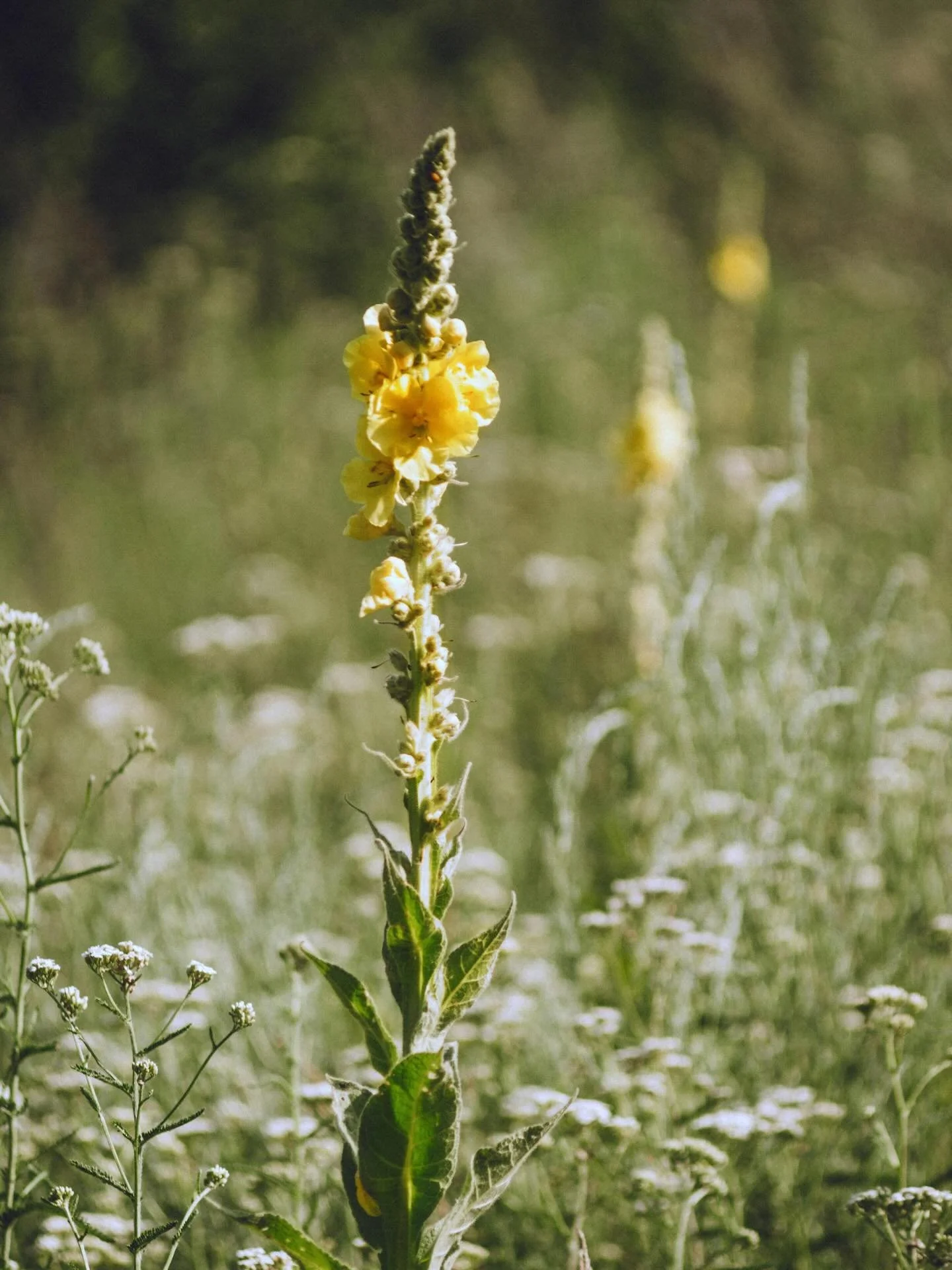Magical mullein 🌿

One of nature&rsquo;s most comforting herbs.
Soft, soothing and steeped in herbal tradition, mullein has long been valued for its calming, protective qualities.

A beautiful reminder of the power of plants.

#Mullein #Herbalwisdom