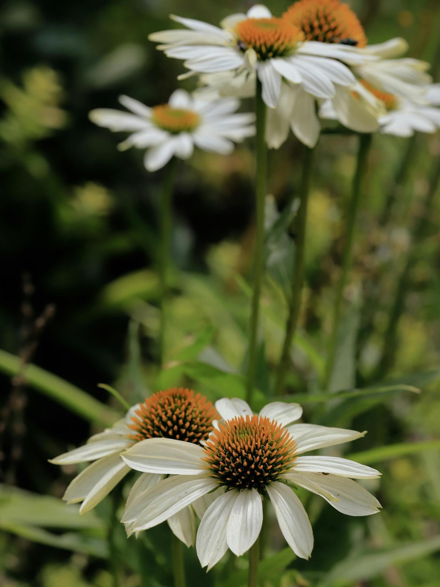 Stay protected all year round 🌿
Grateful for the extra immune support that echinacea and elderberry bring.

#Herbfarmacyskincare #Organicherbs #Echinacea #Elderberry #Naturalwellbeing