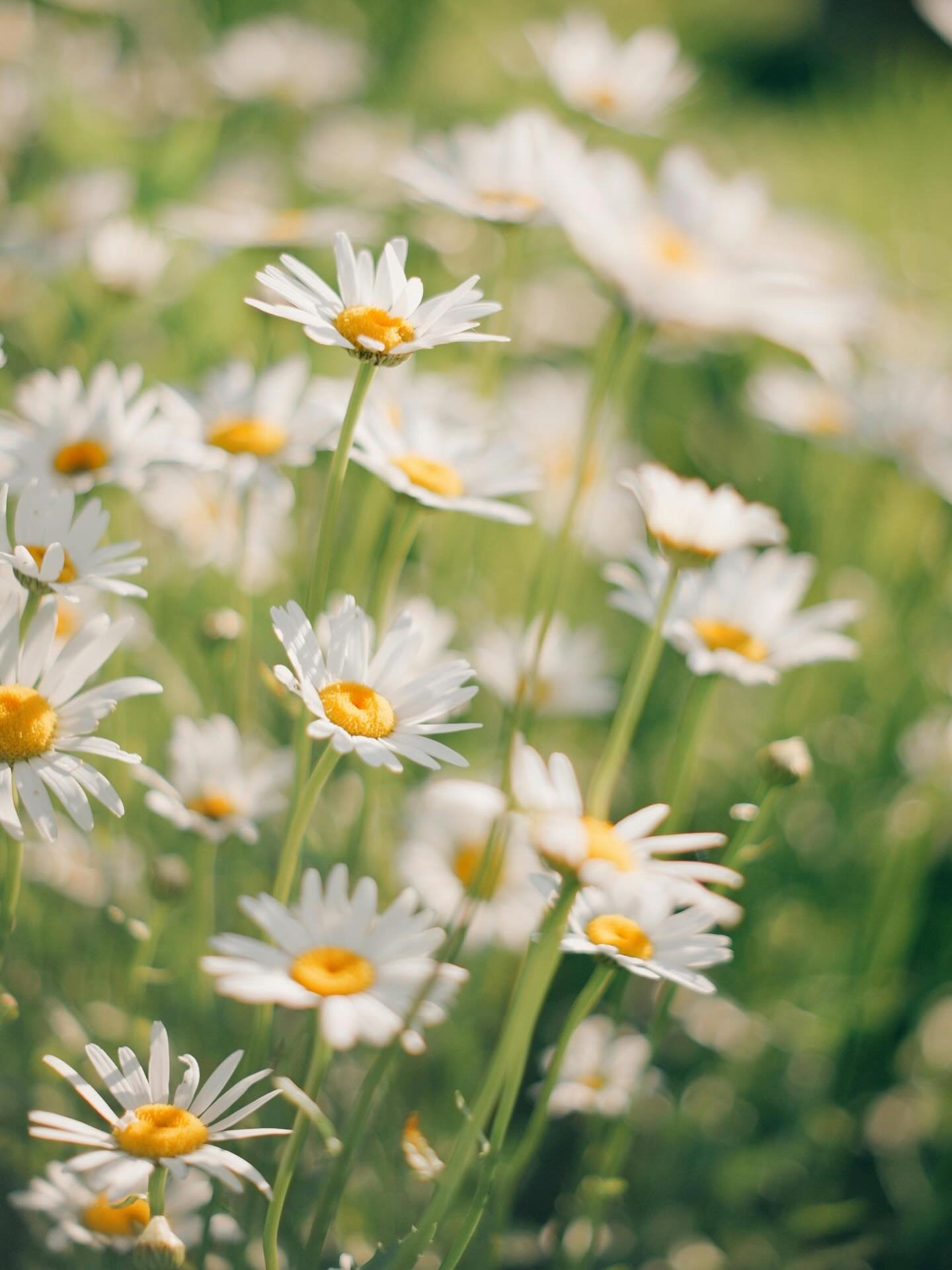 It all begins with herbs 🌿

The origin of our craft.
The root of every remedy, every ritual, every batch we create.

Grown by nature, guided by the earth, and at the heart of everything we make.

#Herbfarmacyskincare #Organicskincare #Herbgrownskinc