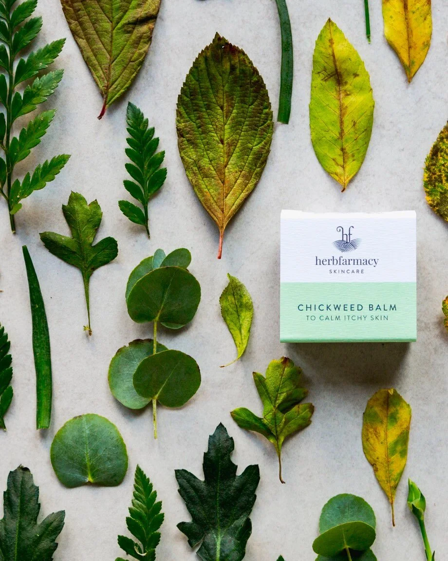 Chickweed 🌿 gentle relief for itchy, irritated skin.

#Chickweed #Soothingskin #Herbalcare #Skinrelief #Gentlehealing