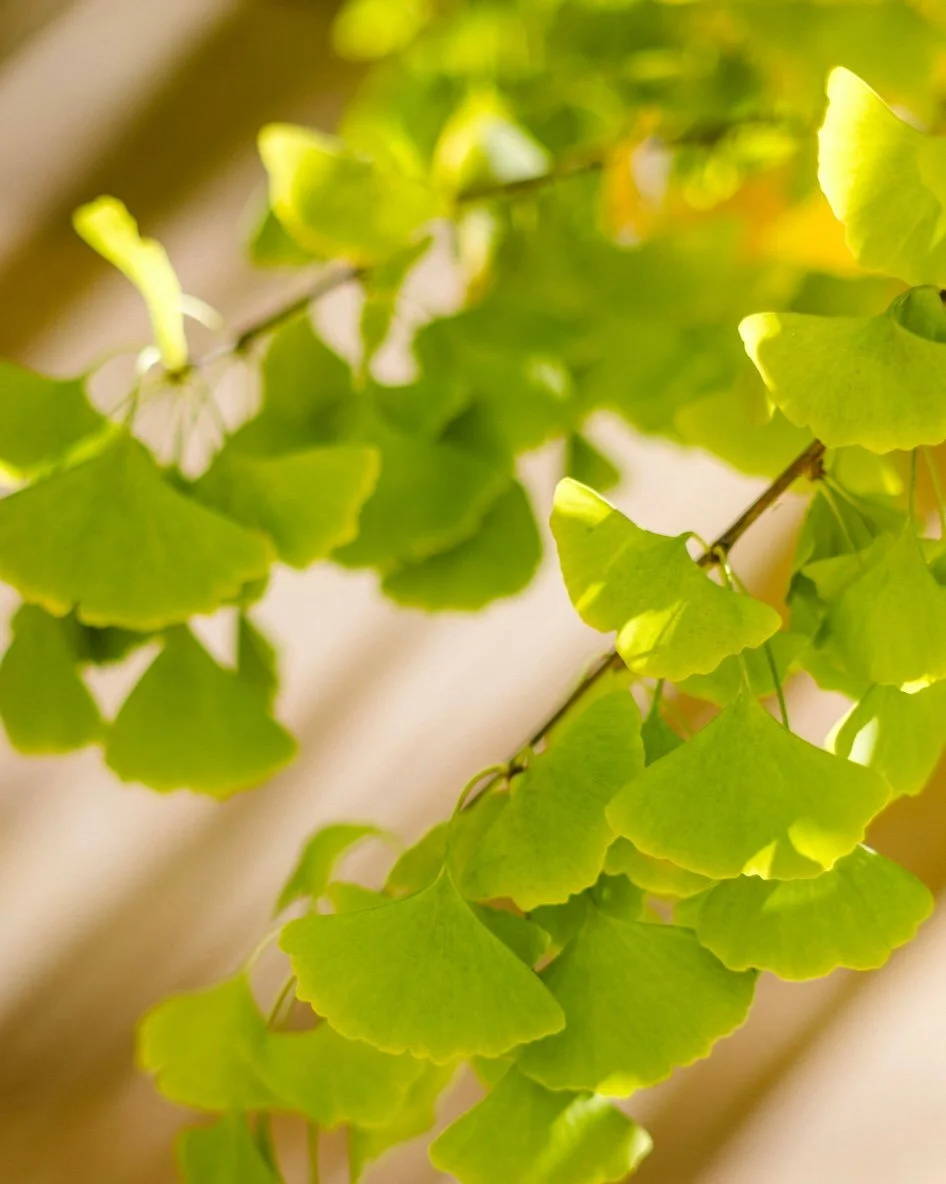 Ginkgo-powered calm 🌿
A gentle, antioxidant-rich daily cream made on the organic herb farm, soothing, hydrating &amp; perfect for sensitive skin.

#SensitiveSkin #Ginkgo #GentleSkincare #OrganicBeauty #Herbalskincare