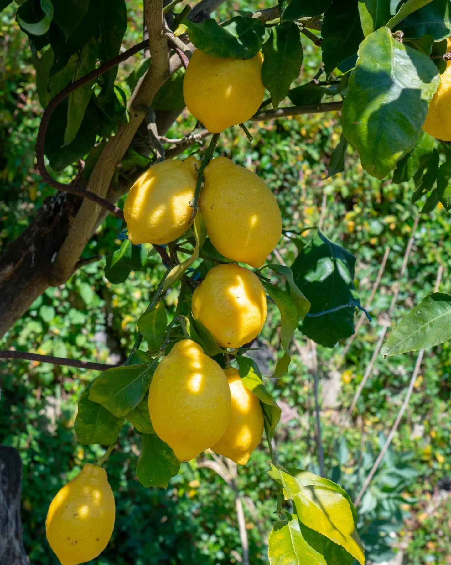 Simple ingredients, honest results 🍋

#Herbfarmacyskincare
