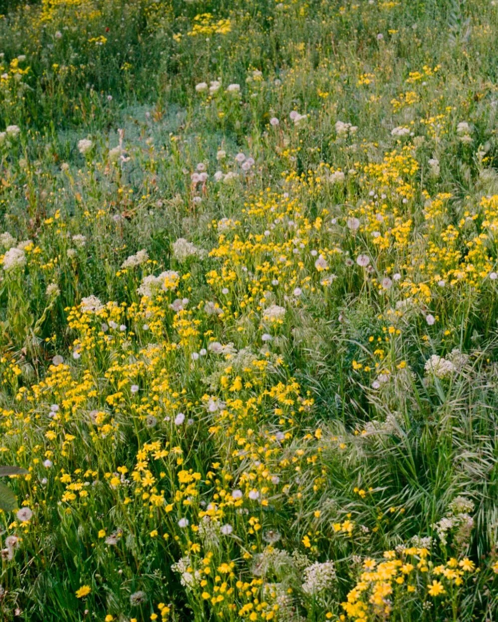 Wake up &amp; glow ✨
Make Dandelion &amp; Burdock your daily ritual, gently cleansing from within to support your liver &amp; kidneys for clearer, healthier-looking skin.

#Glownaturally #Herbalwellness #Morningrituals #Herbfarmacyrituals