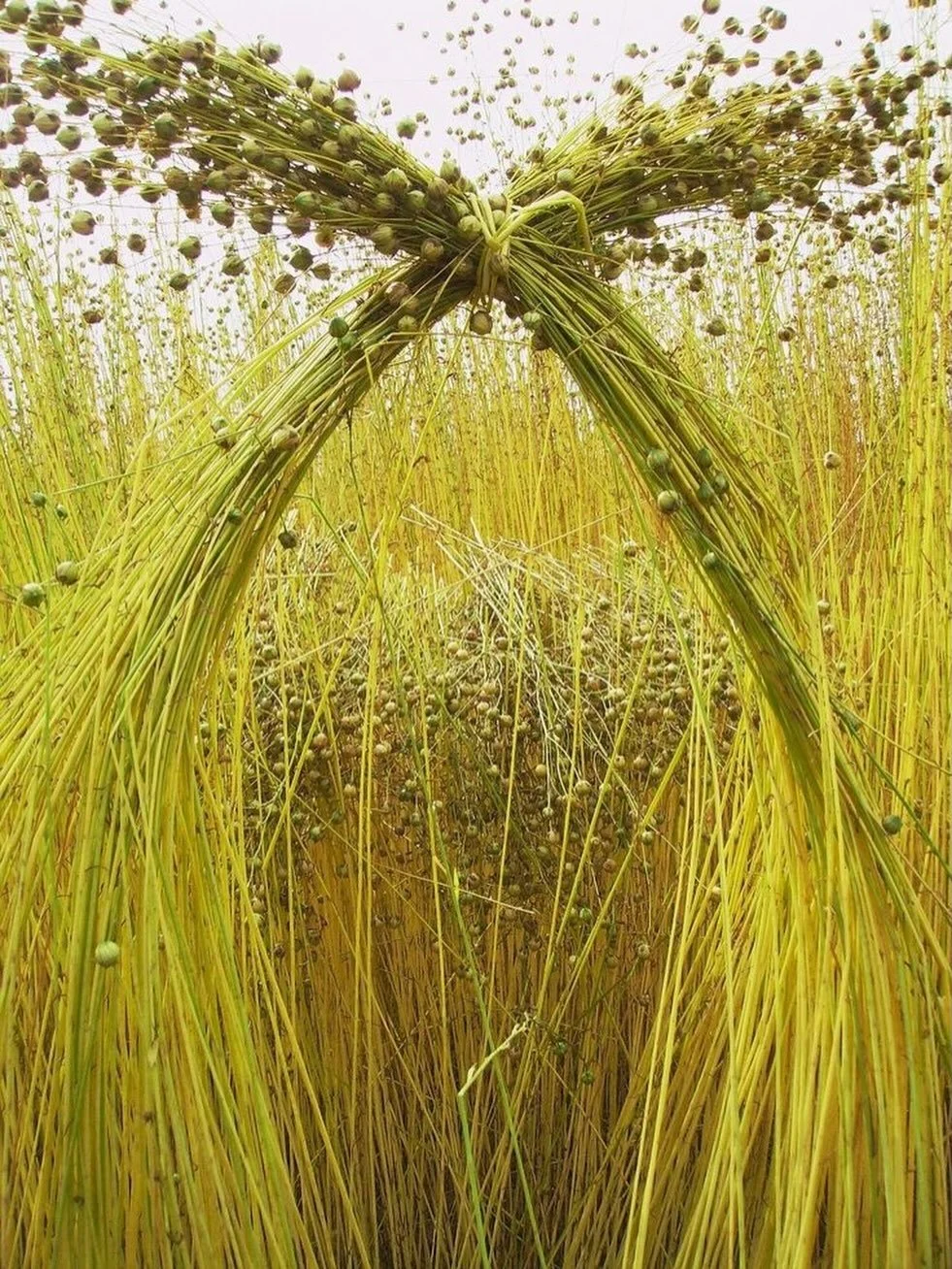 Beautiful nature, where every breeze feels like a reset 🌿✨

#Naturelovers #Greenescape #Staywild #Earthbeauty #Organicskincare