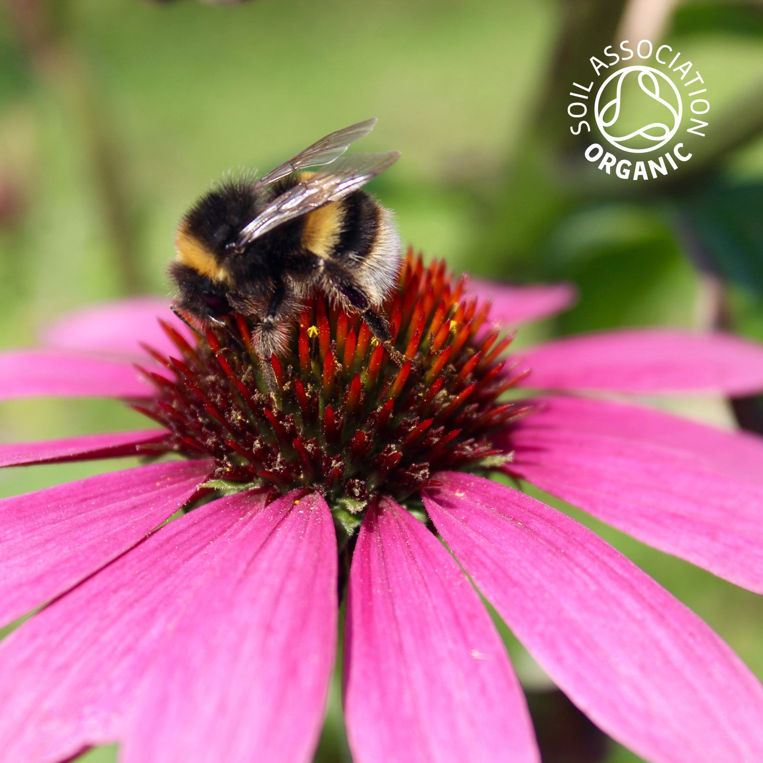 Echinacea angustifolia.jpg