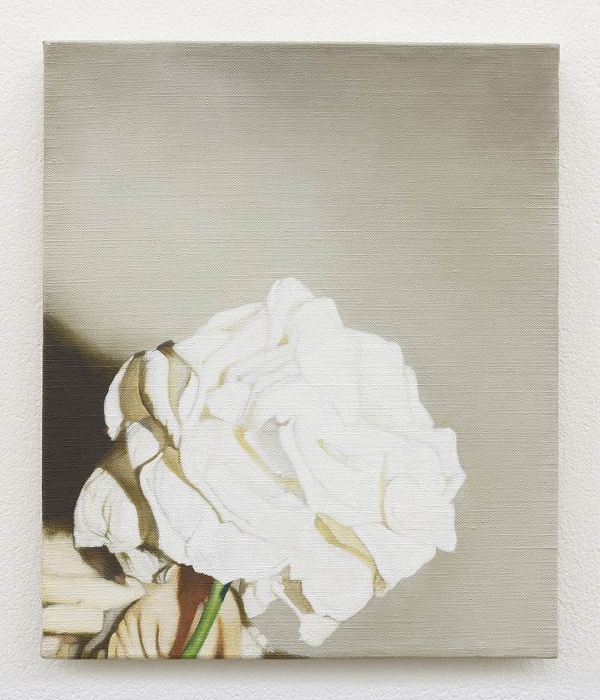  White rose | oil on linen | 30 x 25cm | Private Collection | Photo by Lee Welch 