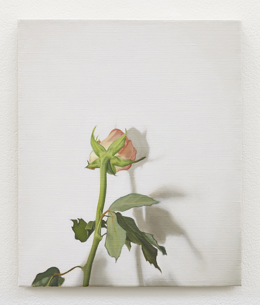  Rose | oil on linen | 30 x 25cm | Private Collection | Photo by Lee Welch 