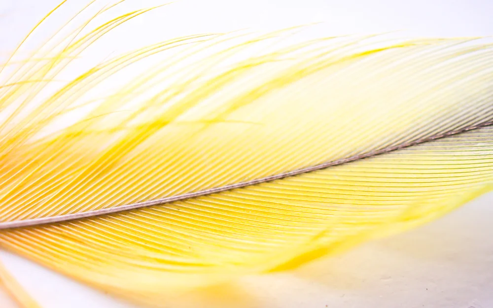 Macro_feather-3.jpg
