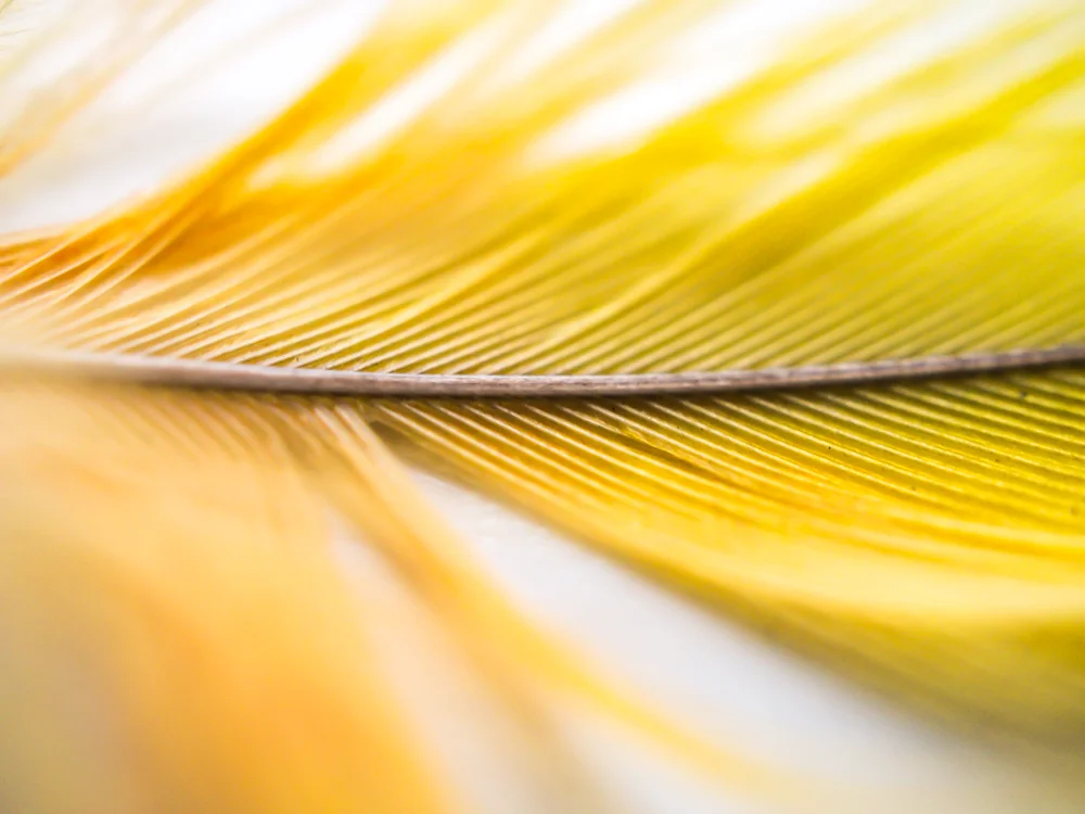 Macro_feather-4.jpg