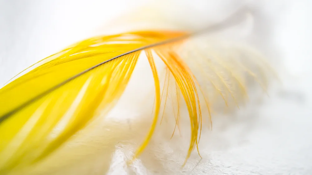 Macro_feather-7.jpg