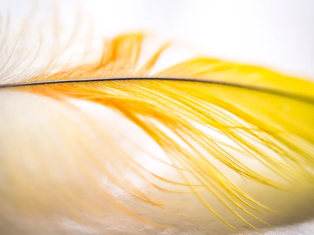 Macro_feather-8.jpg