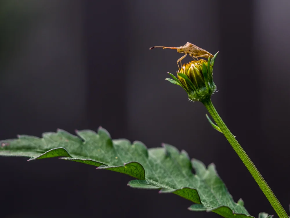 Macro_insects-2.jpg