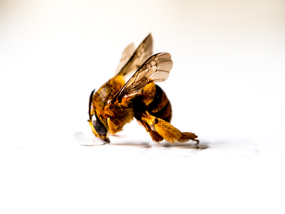 Macro_Wasp or bee-1.jpg