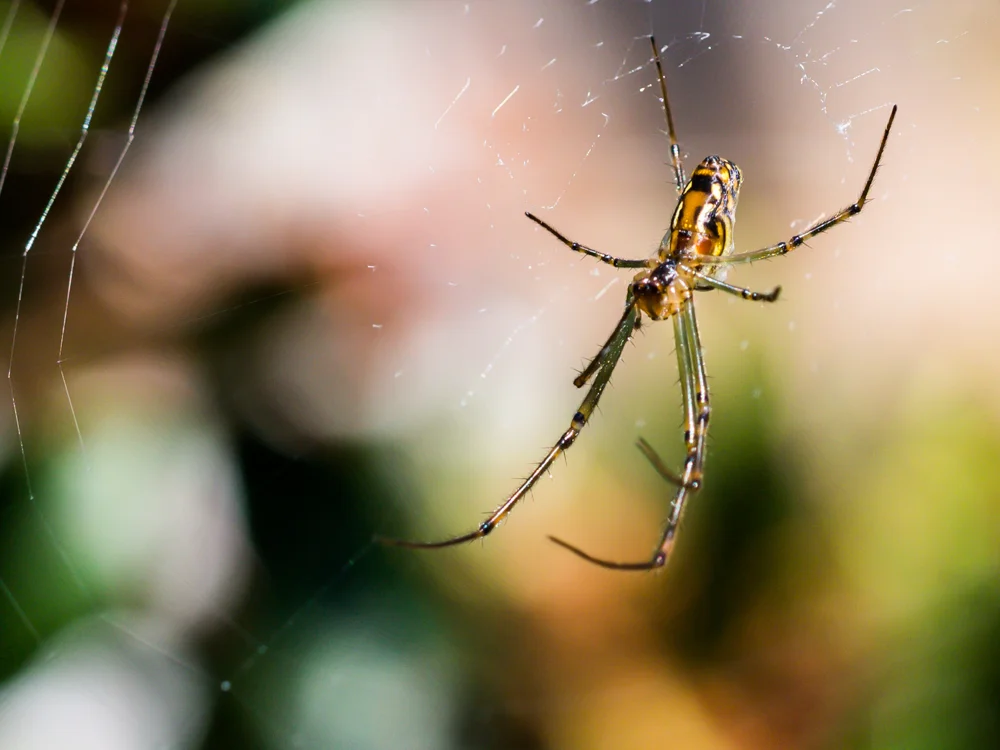 Macro_insects-6.jpg