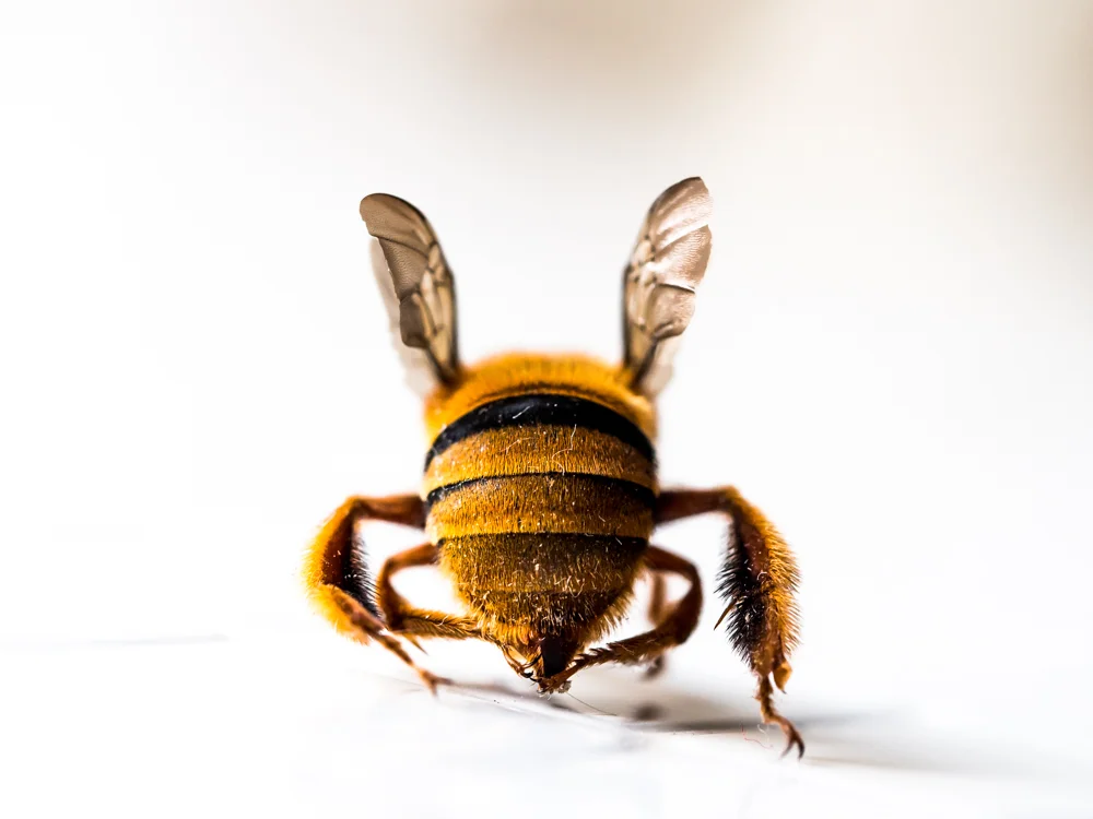 Macro_Wasp or bee-2.jpg