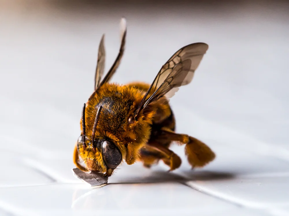 Macro_Wasp or bee-3.jpg