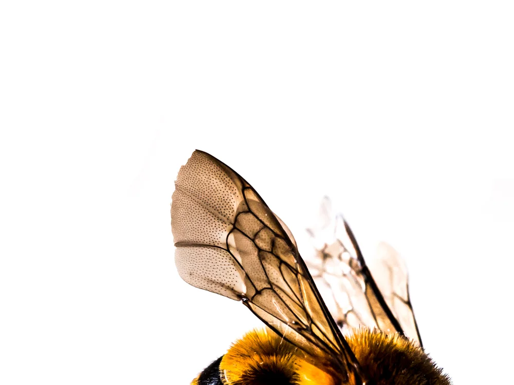 Macro_Wasp or bee-4.jpg
