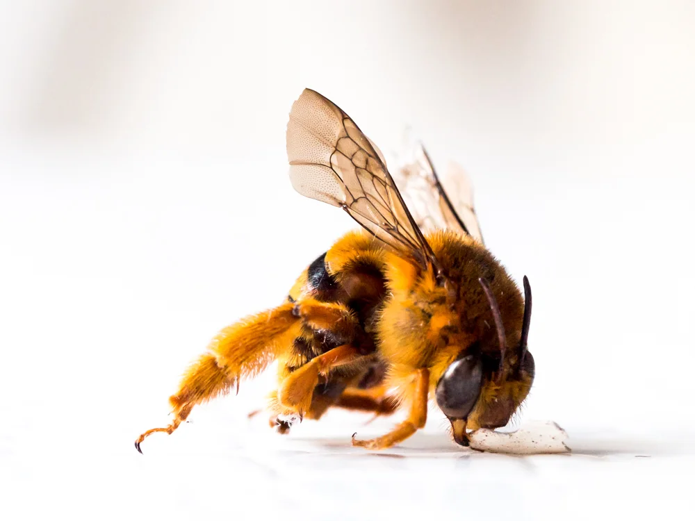 Macro_Wasp or bee-6.jpg