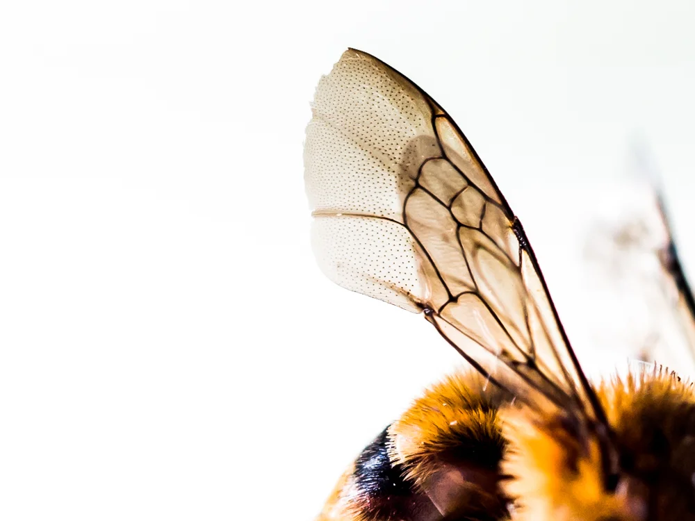 Macro_Wasp or bee-8.jpg