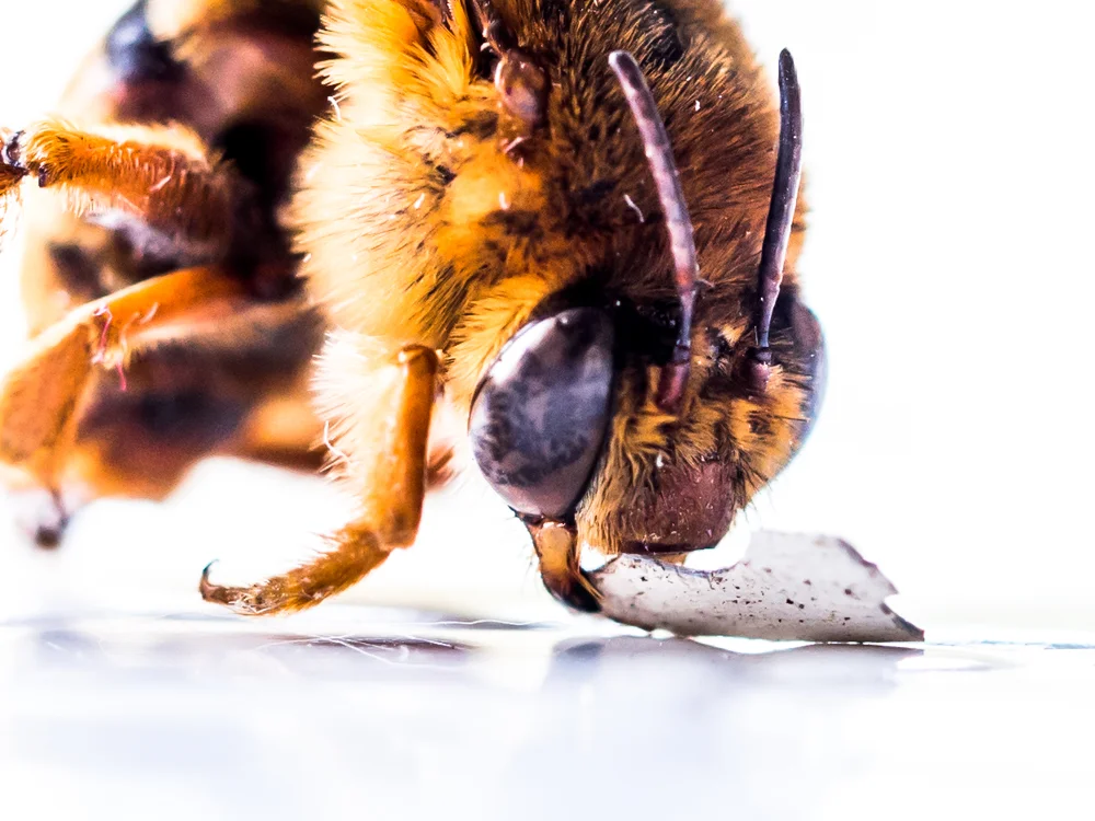 Macro_Wasp or bee-7.jpg