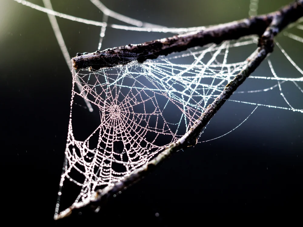 Macro_water-18.jpg