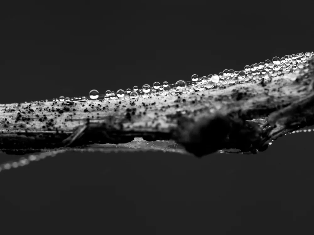 Macro_water-19.jpg