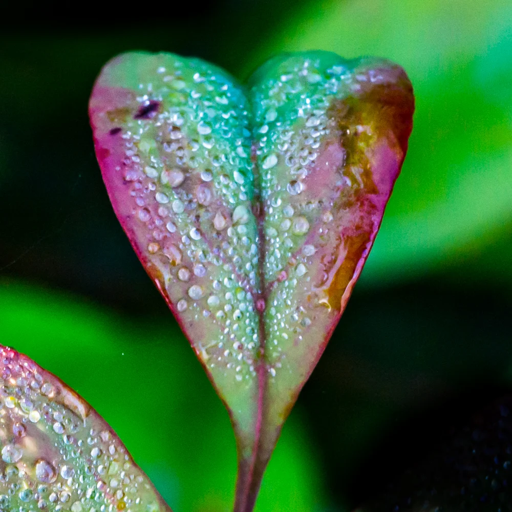 Macro_Water-24.jpg