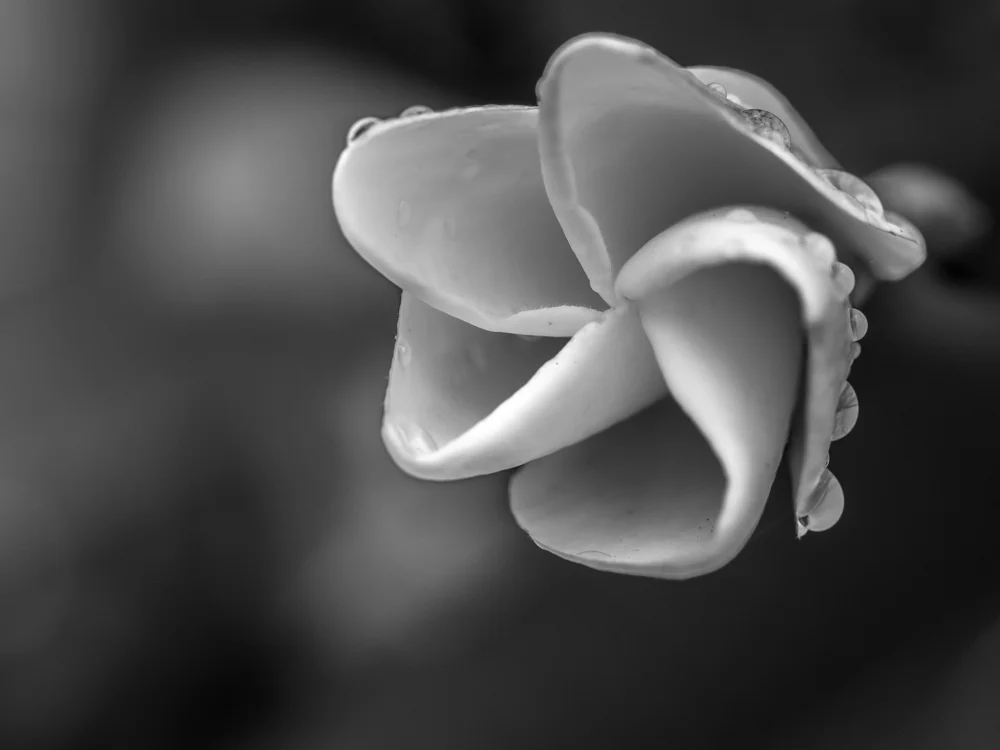 Flowers_Frangipani-2.jpg