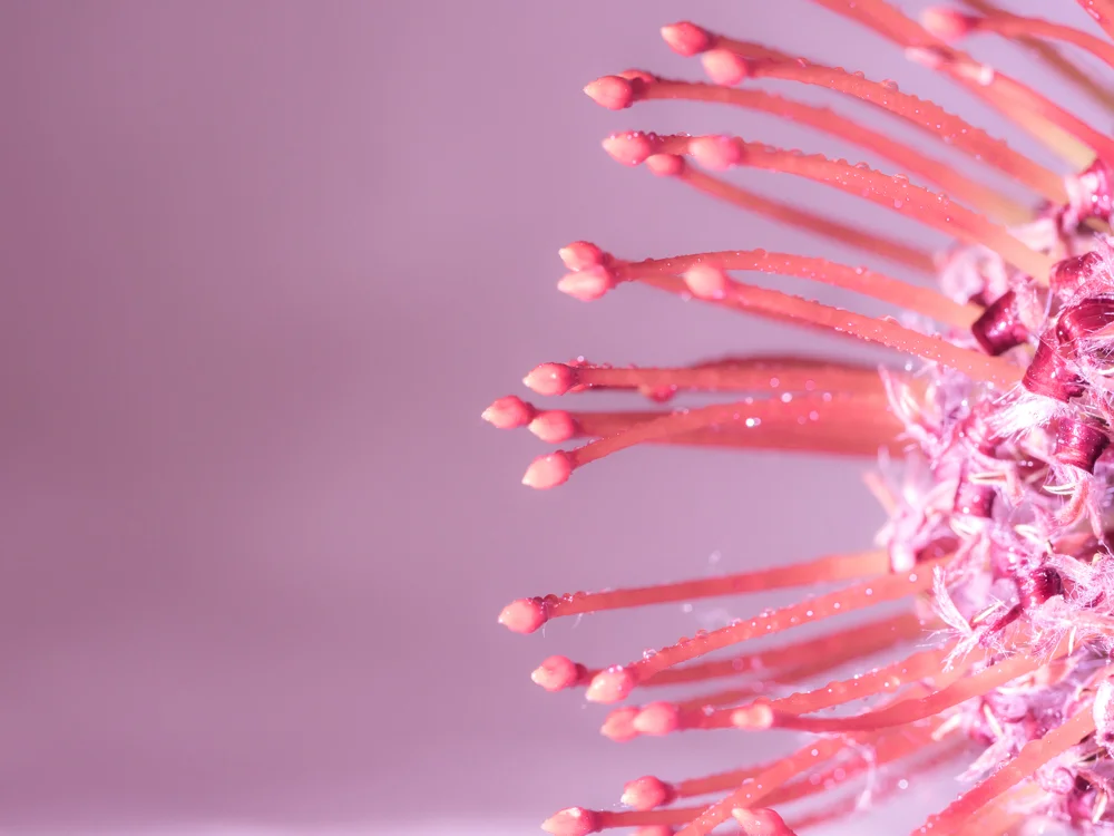 Flowers_Grevillea-1.jpg