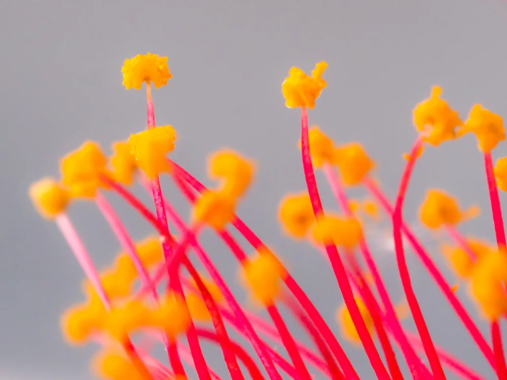 Flowers_Grevillea-2.jpg