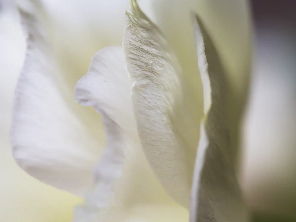 Flowers_lisianthus-1.jpg
