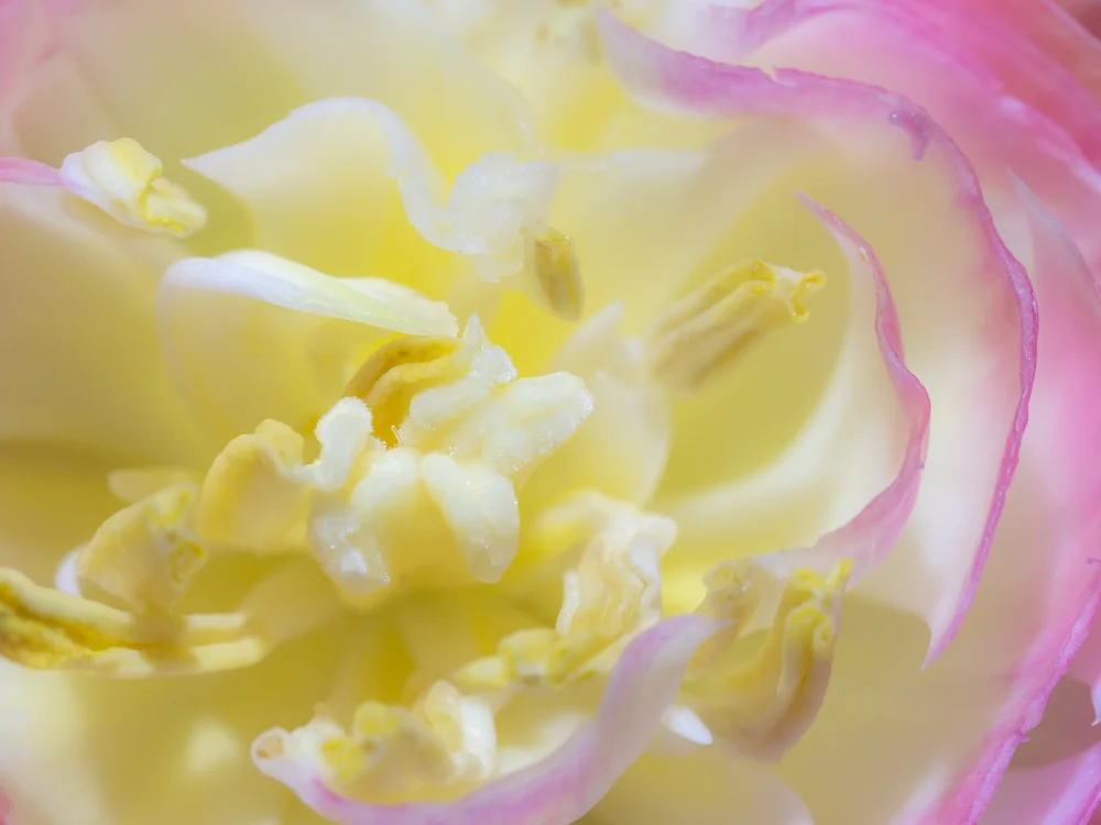 Flowers_lisianthus-4.jpg
