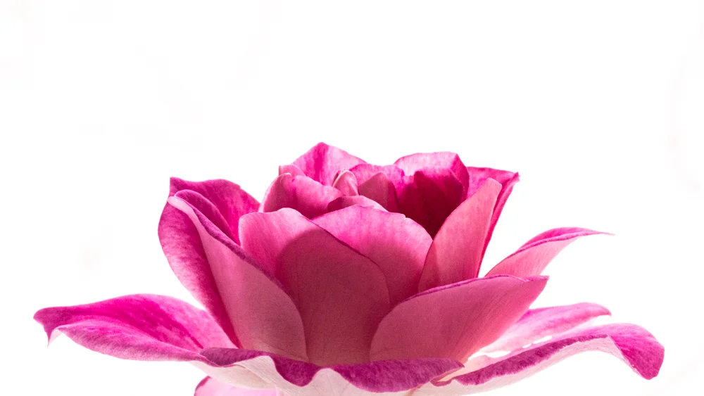 Flowers_Roses-1.jpg