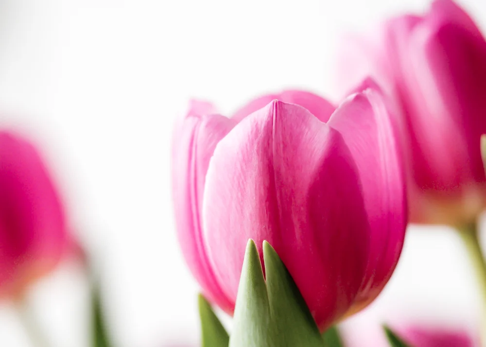 Flowers_tulips-2.jpg