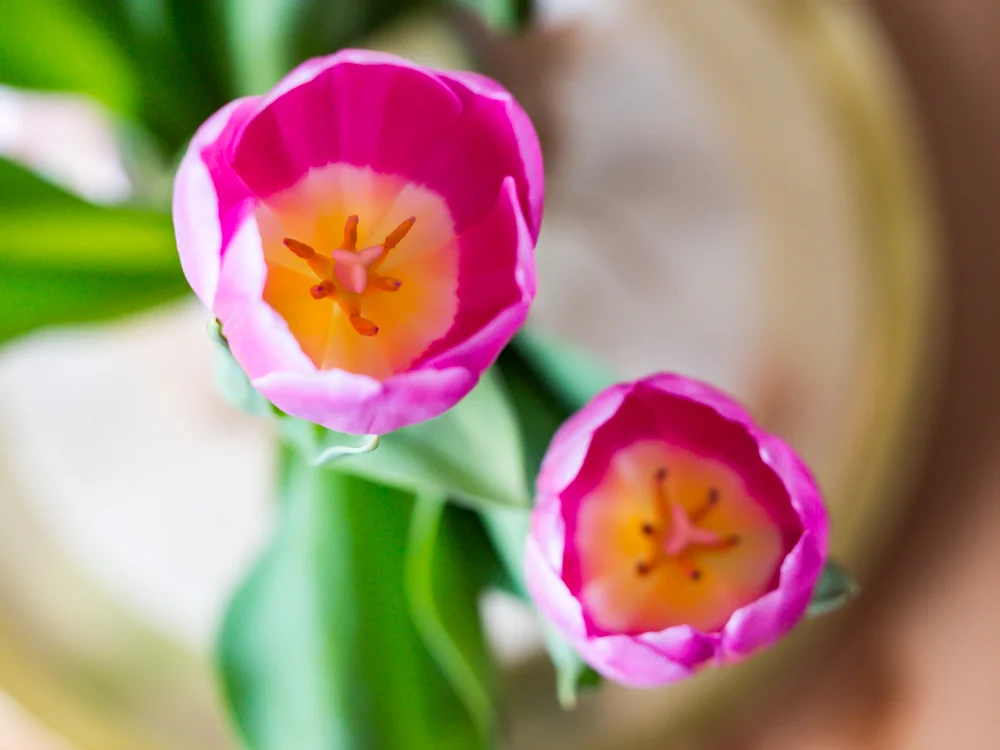 Flowers_tulips-3.jpg