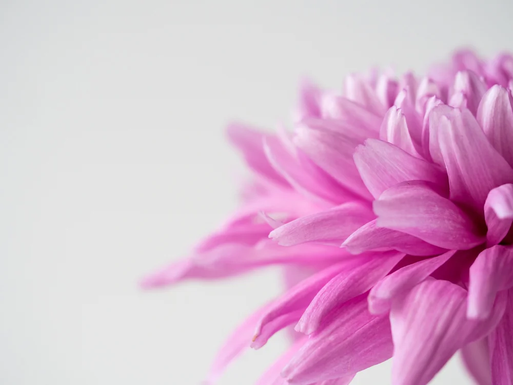 Flowers_Dahlia-3.jpg