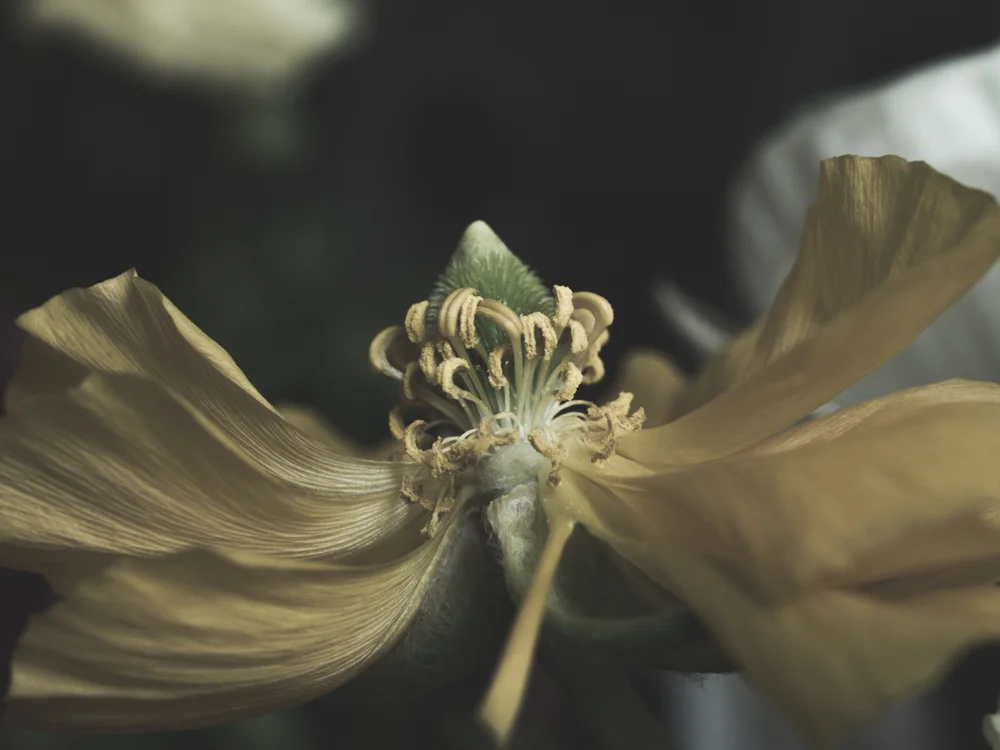 Flowers_Daisy decay-1.jpg