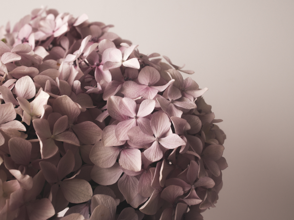 Flowers_Hydrangea-1.jpg