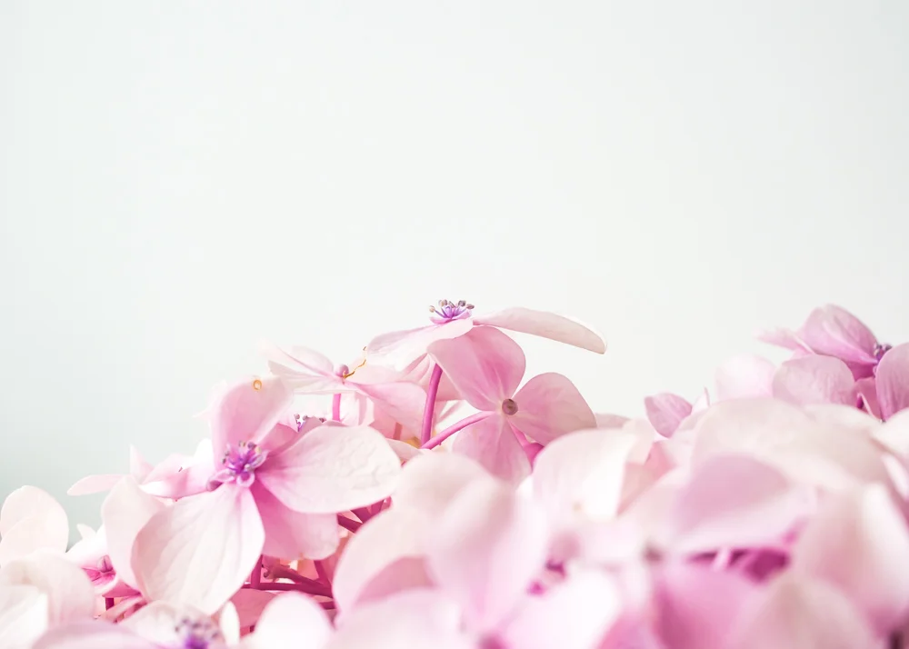 Flowers_Hydrangea-3.jpg