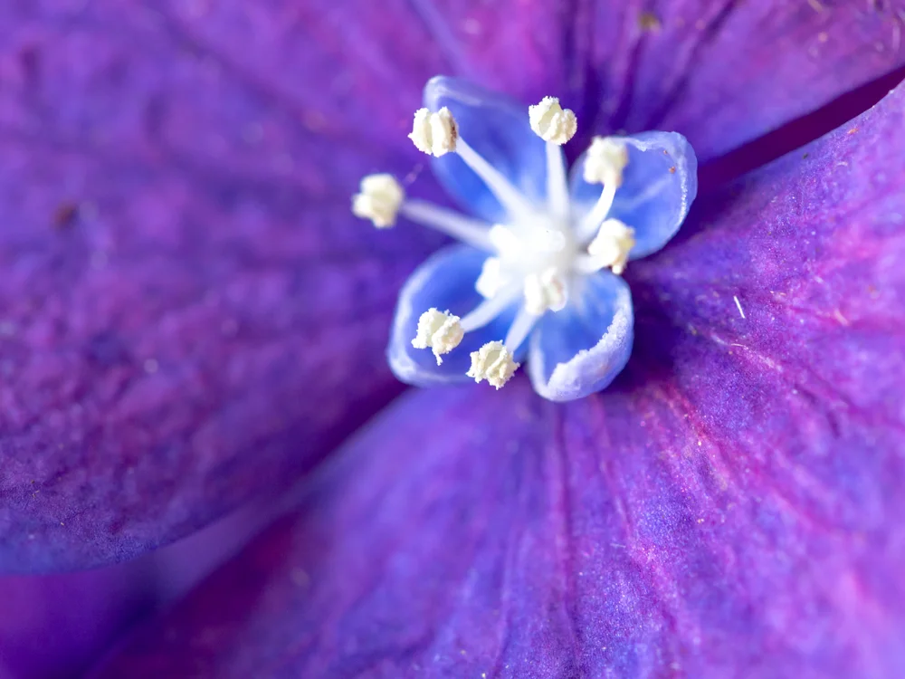 Flowers_Hydrangea-5.jpg
