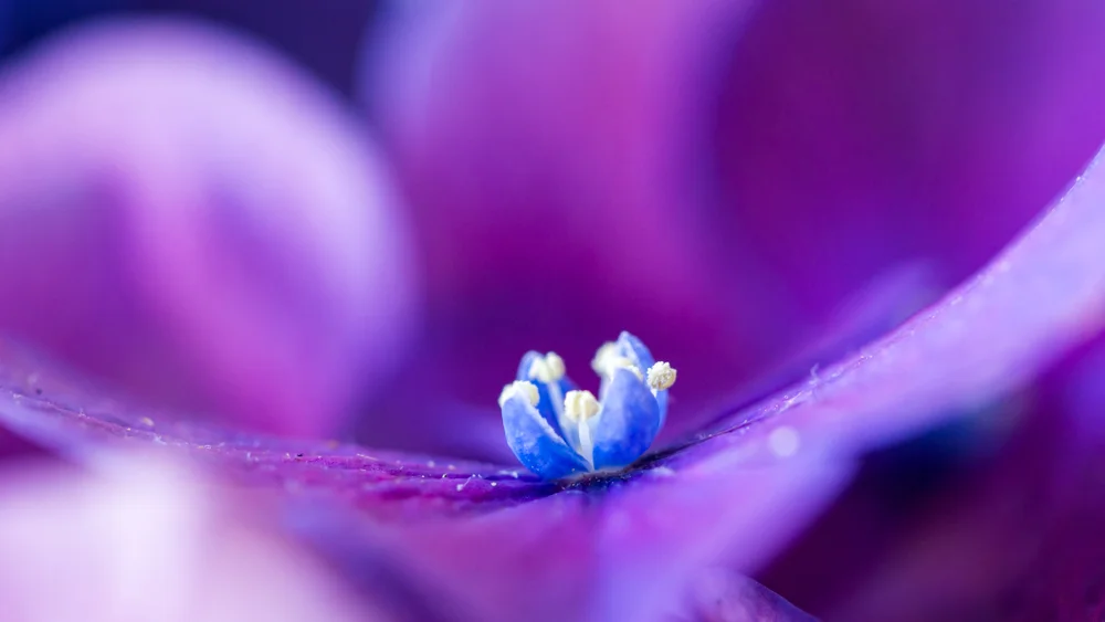 Flowers_Hydrangea-7.jpg